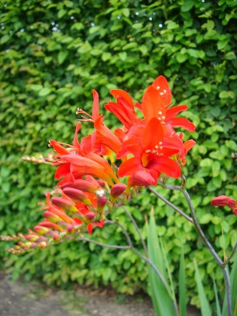 Crocosmia masoniorum 'Orangerot'
